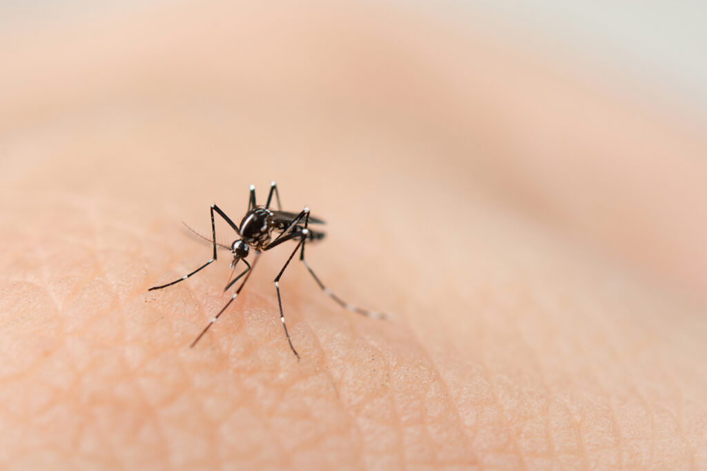 close-up-mosquito-sucking-blood-from-human-skin