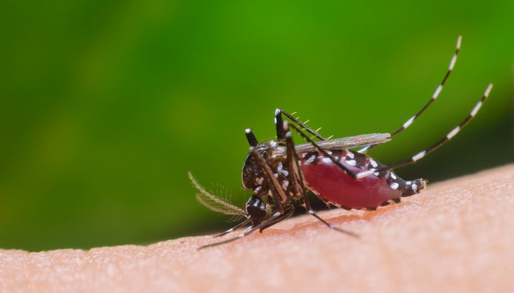 dengue-5-1-1024x584-7852092